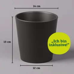 Gummibaum 'Robusta' In Topf Anthrazit, Topf-Ø 12cm, Höhe Ca. 40-45 Cm, 2er-Set -Gartenserien Geschäft 021010 Dallas anthrazit 14cm mit Abmessungen 111824 6