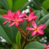 Frangipani, Rosarot, Topf-Ø 14/15 Cm