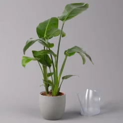 Strelitzia Nicolai, Topf-Ø 17 Cm, Höhe Ca. 55 Cm 9 Strelitzia Nicolai, Topf-Ø 17 Cm, Höhe Ca. 55 Cm -Gartenserien Geschäft 0210104742 Strelitzia nicolai T17 3