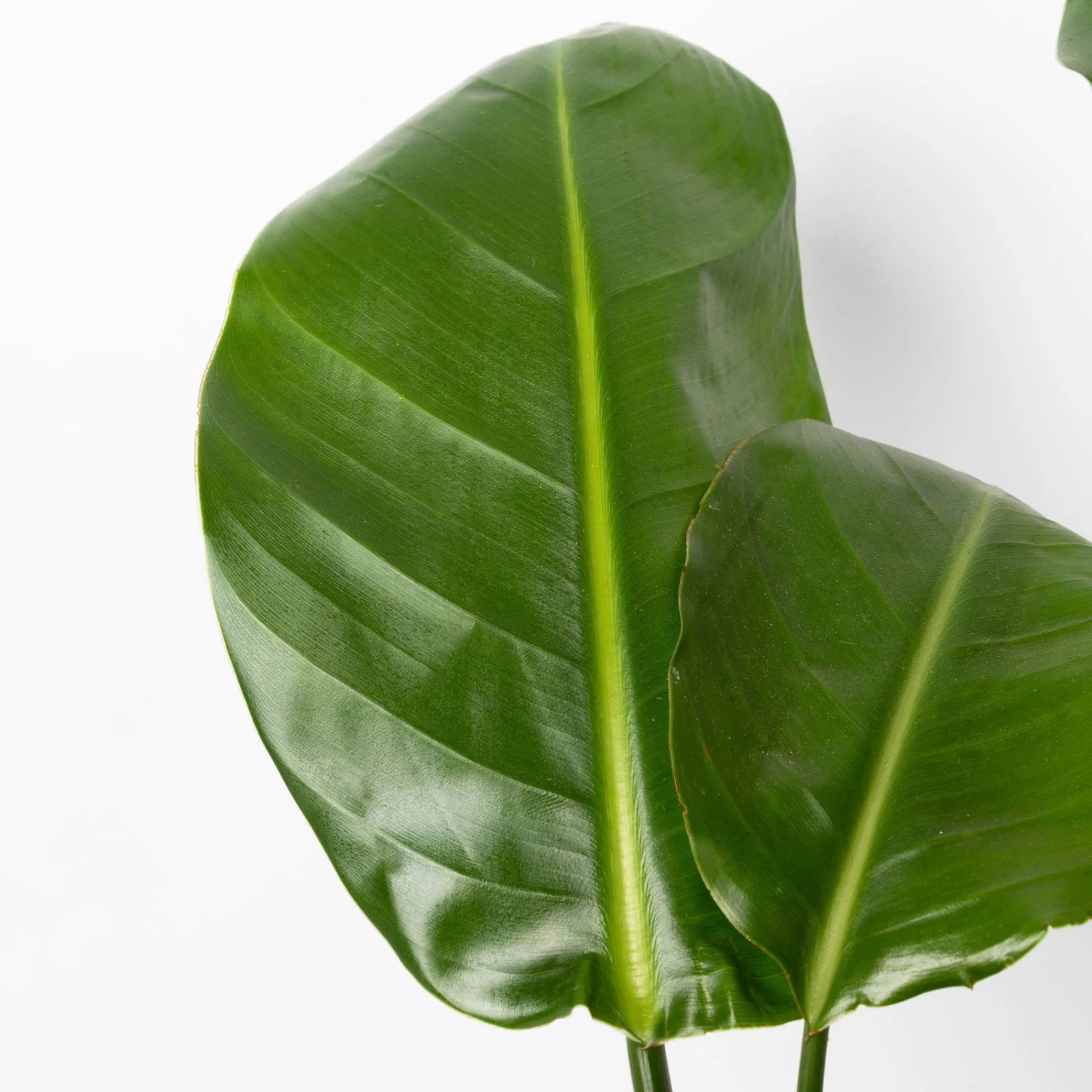 Strelitzia Nicolai, Topf-Ø 17 Cm, Höhe Ca. 55 Cm 4 Strelitzia Nicolai, Topf-Ø 17 Cm, Höhe Ca. 55 Cm – Bild 4