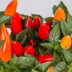 Capsicum 'Acapulco Multicolor', Topf-Ø 10,5, 6er-Set -Gartenserien Geschäft 0210104747 Capsicum an Acapulco Multicolor T10 5 6er Set WS 2