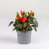 Capsicum 'Salsa Dark Orange', Topf-Ø 10,5, 6er-Set