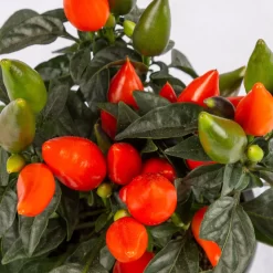 Capsicum 'Salsa Dark Orange', Topf-Ø 10,5, 6er-Set -Gartenserien Geschäft 0210104753 Capsicum an Salsa Dark Orange T105 6er Set
