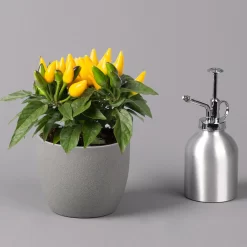 Capsicum 'Ornamenties Yellow', Topf-Ø 10,5, 6er-Set -Gartenserien Geschäft 0210104806 Capsicum Ornamenties Yellow 2 116224