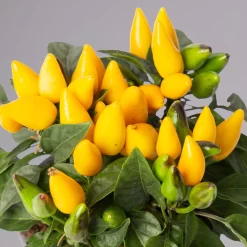 Capsicum 'Ornamenties Yellow', Topf-Ø 10,5, 6er-Set -Gartenserien Geschäft 0210104806 Capsicum Ornamenties Yellow 116225