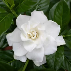 Gardenie, Topf-Ø 13 Cm -Gartenserien Geschäft 0210130020 0210130058 0210130059 Gardenia jasminoides