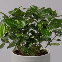 Gardenie, Topf-Ø 13 Cm -Gartenserien Geschäft 0210130020 Gardenia jasminoides 2