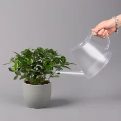 Gardenie, Topf-Ø 13 Cm -Gartenserien Geschäft 0210130020 Gardenia jasminoides 3