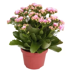 Kalanchoe 'Calandiva'®, Rosa-weiß, Topf-Ø 12 Cm, Höhe Ca. 27,5 Cm, 6er-Set -Gartenserien Geschäft 0210350156 Kalanchoe Cal rosa weiss