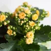 Kalanchoe 'Calandiva'®, Gelb, Topf-Ø 12 Cm, Höhe Ca. 27,5 Cm, 6er-Set