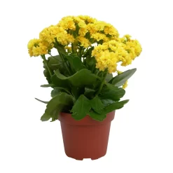 Kalanchoe 'Calandiva'®, Gelb, Topf-Ø 12 Cm, Höhe Ca. 27,5 Cm, 6er-Set -Gartenserien Geschäft 0210350157 Kalanchoe Cal gelb