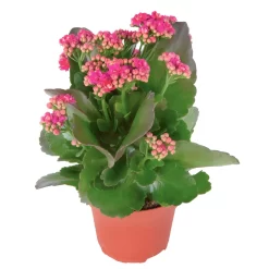 Kalanchoe 'Calandiva'®, Violett, Topf-Ø 12 Cm, Höhe Ca. 27,5 Cm, 6er-Set -Gartenserien Geschäft 0210350159 Kalanchoe cal violett