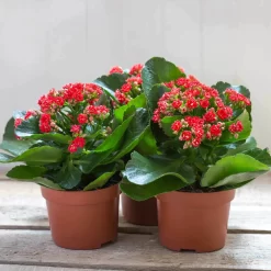 Kalanchoe 'Calandiva'®, Rot, Topf-Ø 12 Cm, Höhe Ca. 27,5 Cm, 6er-Set 13 Kalanchoe 'Calandiva'®, Rot, Topf-Ø 12 Cm, Höhe Ca. 27,5 Cm, 6er-Set -Gartenserien Geschäft 0210350161 Kalanchoe Cal rot 12 cm T H 26cm1
