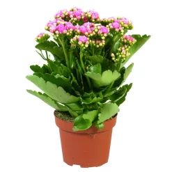 Kalanchoe 'Calandiva'®, Rosa, Topf-Ø 12 Cm, Höhe Ca. 27,5 Cm, 6er-Set -Gartenserien Geschäft 0210350167 Kalanchoe Cal rosa