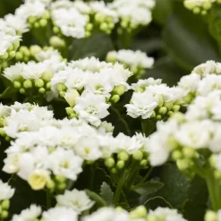 Kalanchoe 'Calandiva'®, Weiß, Topf-Ø 12 Cm, Höhe Ca. 27,5 Cm, 6er-Set -Gartenserien Geschäft 0210350168 Kalanchoe Cal weiss 12cm T H26cm