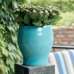 Kalanchoe 'Calandiva'®, Weiß, Topf-Ø 12 Cm, Höhe Ca. 27,5 Cm, 6er-Set -Gartenserien Geschäft 0210350168 Kalanchoe Cal weiss1