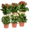 Kalanchoe 'Calandiva'®, Weiß & Rot, Topf-Ø 12 Cm, Höhe Ca. 20-30 Cm, 6er-Set