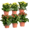Kalanchoe 'Calandiva'®, Rot&gelb, Topf Topf-Ø 12 Cm, Höhe Ca. 20-30cm, 6er-Set