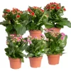 Kalanchoe 'Calandiva'®, Rot&violett, Topf-Ø 12 Cm, Höhe Ca. 20-30 Cm, 6er-Set