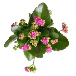 Kalanchoe 'Calandiva'®, Gelb&violett, Topf-Ø 12 Cm, Höhe Ca. 20-30 Cm, 6er-Set -Gartenserien Geschäft 0210350382 Kalanchoe violett 6er Set 6xviolett 1