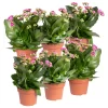 Kalanchoe 'Calandiva'®, Violett, Topf-Ø 12 Cm, Höhe Ca. 27,5 Cm, 6er-Set