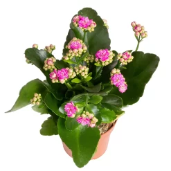 Kalanchoe 'Calandiva'®, Weiß&violett, Topf-Ø 12 Cm, Höhe Ca. 20-30 Cm, 6er-Set 11 Kalanchoe 'Calandiva'®, Weiß&violett, Topf-Ø 12 Cm, Höhe Ca. 20-30 Cm, 6er-Set -Gartenserien Geschäft 0210350382 Kalanchoe violett 6er Set 6xviolett 3 2
