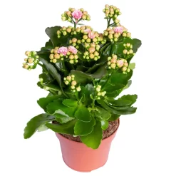 Kalanchoe 'Calandiva'®, Rosa-weiß, Topf-Ø 12 Cm, Höhe Ca. 27,5 Cm, 6er-Set -Gartenserien Geschäft 0210350383 Kalanchoe rosa weiss 6er Set 6xrosa weiss 1