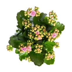 Kalanchoe 'Calandiva'®, Rosa-weiß, Topf-Ø 12 Cm, Höhe Ca. 27,5 Cm, 6er-Set -Gartenserien Geschäft 0210350383 Kalanchoe rosa weiss 6er Set 6xrosa weiss 2