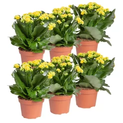 Kalanchoe 'Calandiva'®, Gelb, Topf-Ø 12 Cm, Höhe Ca. 27,5 Cm, 6er-Set -Gartenserien Geschäft 0210350384 Kalanchoe gelb 6er Set 6xgelb 1