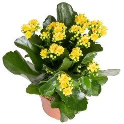 Kalanchoe 'Calandiva'®, Gelb&orange, Topf-Ø 12 Cm, Höhe Ca. 20-30 Cm, 6er-Set -Gartenserien Geschäft 0210350384 Kalanchoe gelb 6er Set 6xgelb 2 2