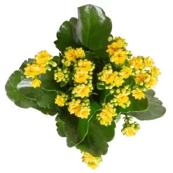Kalanchoe 'Calandiva'®, Gelb&orange, Topf-Ø 12 Cm, Höhe Ca. 20-30 Cm, 6er-Set -Gartenserien Geschäft 0210350384 Kalanchoe gelb 6er Set 6xgelb 3 2