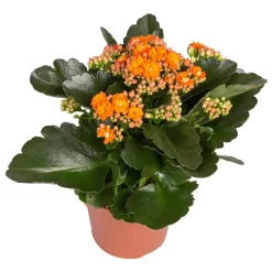 Kalanchoe 'Calandiva'®, Rot&orange, Topf-Ø 12 Cm, Höhe Ca. 20-30 Cm, 6er-Set -Gartenserien Geschäft 0210350385 Kalanchoe orange 6er Set 6xorange 2 2