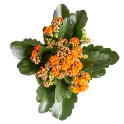 Kalanchoe 'Calandiva'®, Gelb&orange, Topf-Ø 12 Cm, Höhe Ca. 20-30 Cm, 6er-Set -Gartenserien Geschäft 0210350385 Kalanchoe orange 6er Set 6xorange 3 1