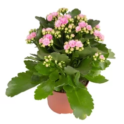 Kalanchoe 'Calandiva'®, Weiß & Rosa, Topf-Ø 12 Cm, Höhe Ca. 20-30 Cm, 6er-Set -Gartenserien Geschäft 0210350386 Kalanchoe rosa 6er Set 6xrosa 1