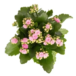 Kalanchoe 'Calandiva'®, Rosa, Topf-Ø 12 Cm, Höhe Ca. 27,5 Cm, 6er-Set -Gartenserien Geschäft 0210350386 Kalanchoe rosa 6er Set 6xrosa 2 1