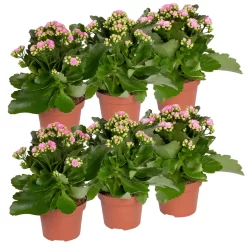 Kalanchoe 'Calandiva'®, Rosa, Topf-Ø 12 Cm, Höhe Ca. 27,5 Cm, 6er-Set -Gartenserien Geschäft 0210350386 Kalanchoe rosa 6er Set 6xrosa 5