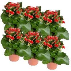 Kalanchoe 'Calandiva'®, Rot, Topf-Ø 12 Cm, Höhe Ca. 27,5 Cm, 6er-Set 10 Kalanchoe 'Calandiva'®, Rot, Topf-Ø 12 Cm, Höhe Ca. 27,5 Cm, 6er-Set -Gartenserien Geschäft 0210350387 Kalanchoe rot 6er Set 6xrot 2