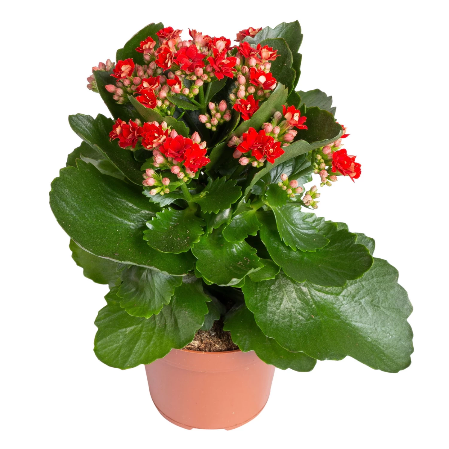 Kalanchoe 'Calandiva'®, Rot, Topf-Ø 12 Cm, Höhe Ca. 27,5 Cm, 6er-Set 3 Kalanchoe 'Calandiva'®, Rot, Topf-Ø 12 Cm, Höhe Ca. 27,5 Cm, 6er-Set – Bild 3