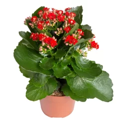 Kalanchoe 'Calandiva'®, Rot&violett, Topf-Ø 12 Cm, Höhe Ca. 20-30 Cm, 6er-Set -Gartenserien Geschäft 0210350387 Kalanchoe rot 6er Set 6xrot 21 2