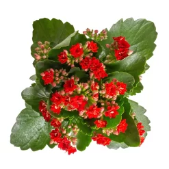 Kalanchoe 'Calandiva'®, Rot&violett, Topf-Ø 12 Cm, Höhe Ca. 20-30 Cm, 6er-Set -Gartenserien Geschäft 0210350387 Kalanchoe rot 6er Set 6xrot 3 2