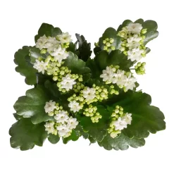 Ausgewählte Produkte -Gartenserien Geschäft 0210350388 Kalanchoe weiss 6er Set 6xweiss 1 3