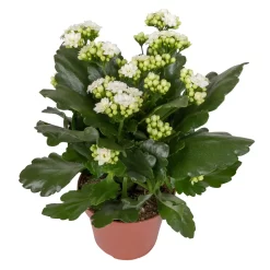 Kalanchoe 'Calandiva'®, Weiß&violett, Topf-Ø 12 Cm, Höhe Ca. 20-30 Cm, 6er-Set 9 Kalanchoe 'Calandiva'®, Weiß&violett, Topf-Ø 12 Cm, Höhe Ca. 20-30 Cm, 6er-Set -Gartenserien Geschäft 0210350388 Kalanchoe weiss 6er Set 6xweiss 2 3