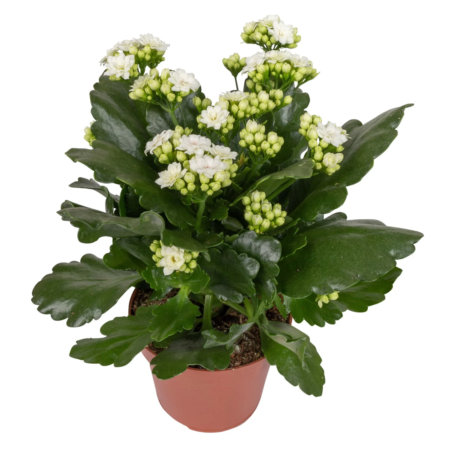 Kalanchoe 'Calandiva'®, Weiß&violett, Topf-Ø 12 Cm, Höhe Ca. 20-30 Cm, 6er-Set 3 Kalanchoe 'Calandiva'®, Weiß&violett, Topf-Ø 12 Cm, Höhe Ca. 20-30 Cm, 6er-Set – Bild 3