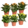 Kalanchoe 'Calandiva'®, Gelb&orange, Topf-Ø 12 Cm, Höhe Ca. 20-30 Cm, 6er-Set