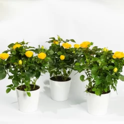 Rose, Gelb, Mit Topf Dallas Weiß, Topf-Ø 13 Cm, 3er-Set