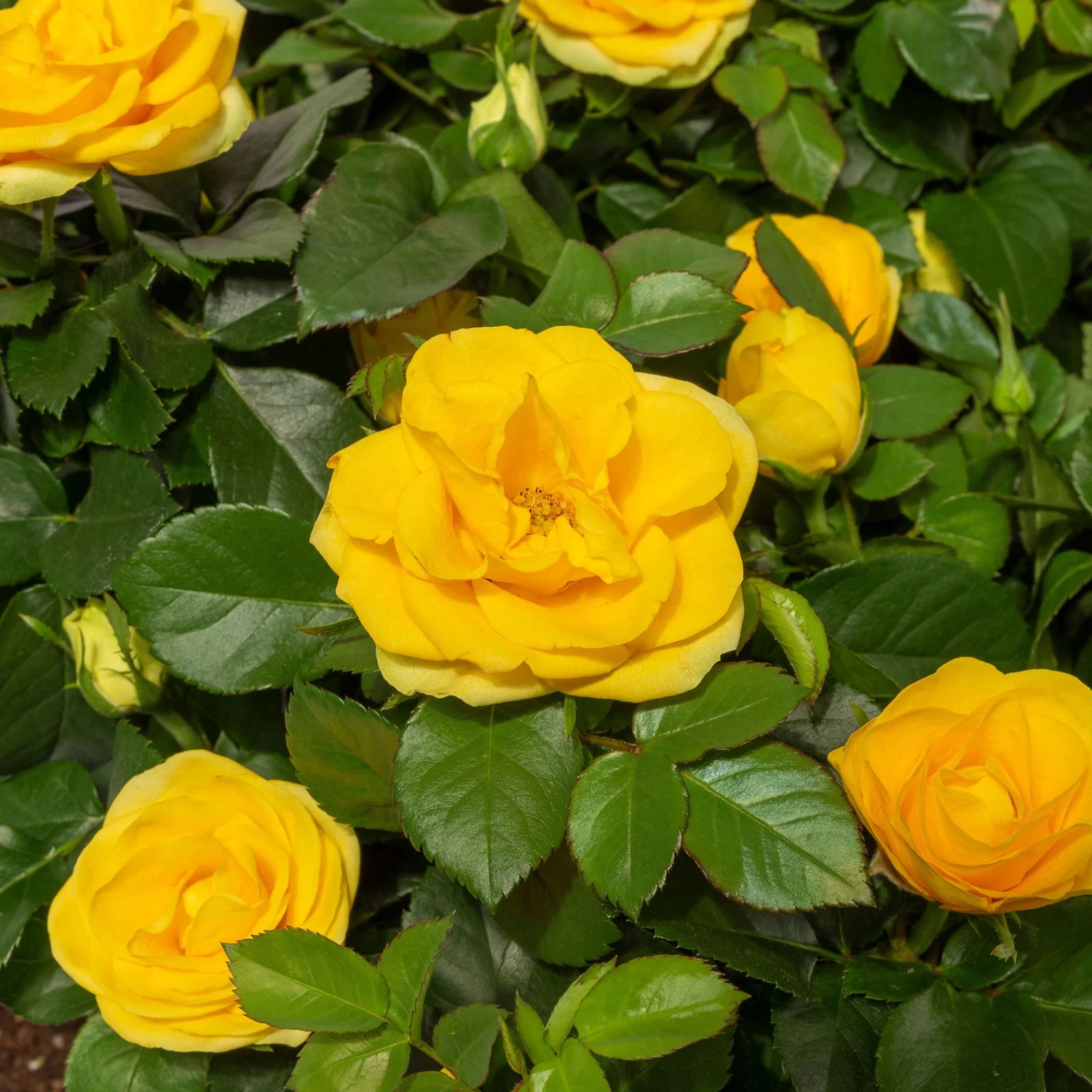 Rose Patio, Gelb, Topf-Ø 13 Cm, 3er-Set 2 Rose Patio, Gelb, Topf-Ø 13 Cm, 3er-Set – Bild 2