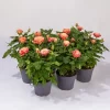 Rose Patio, Orange, Topf-Ø 13 Cm, 6er-Set
