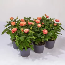 Rose Patio, Orange, Topf-Ø 13 Cm, 6er-Set