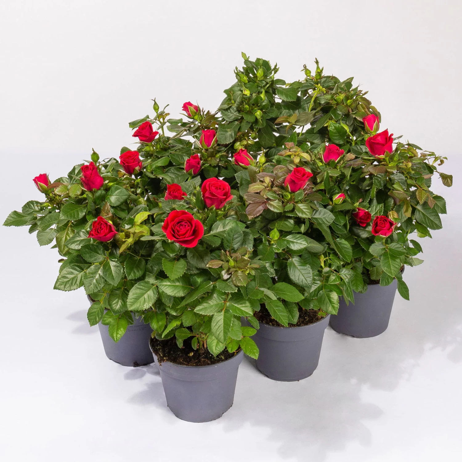 Rose Patio, Rot, Topf-Ø 13 Cm, 6er-Set 1 Rose Patio, Rot, Topf-Ø 13 Cm, 6er-Set