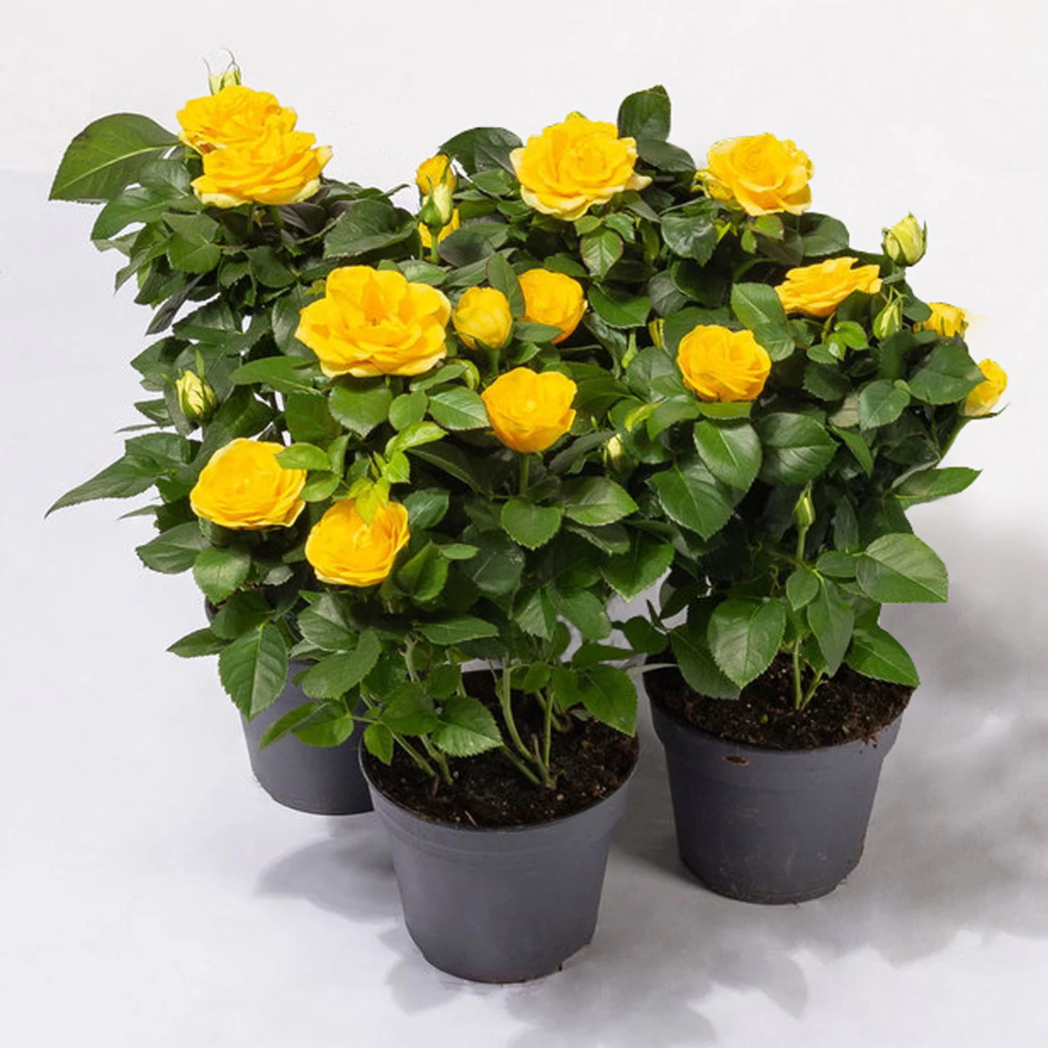 Rose Patio, Gelb, Topf-Ø 13 Cm, 3er-Set 1 Rose Patio, Gelb, Topf-Ø 13 Cm, 3er-Set